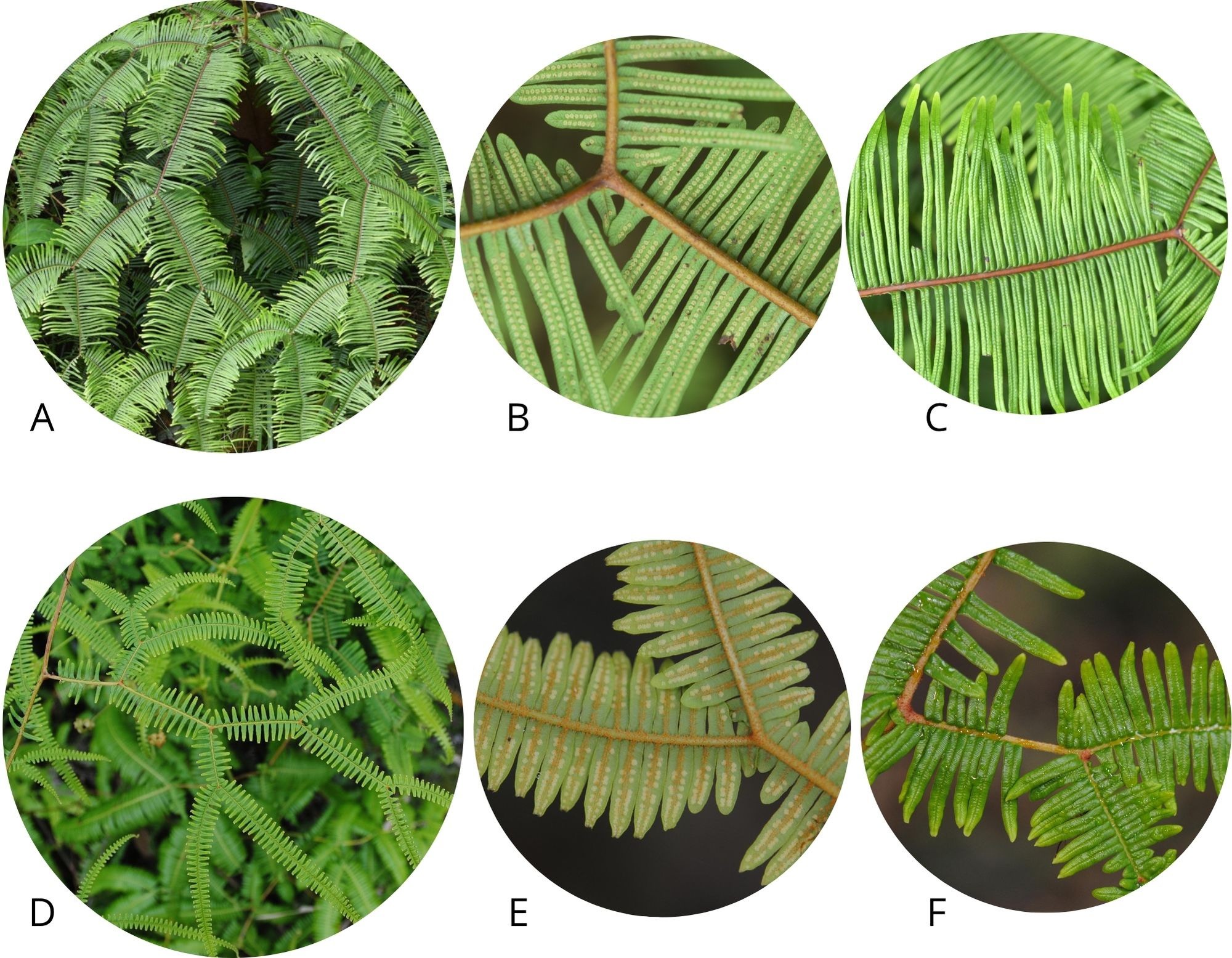 Image from article 3